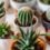 Cactus de Interior – Comparativa