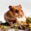 Comida para Hamster – Guía de Compra