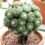 Semilde Cactus – Mejor Calidad/Precio